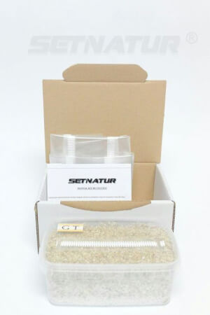 Kit de cultivo de setas Golden Teacher - Setnatur