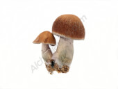 Pan-American mushroom growing kit - Setnatur