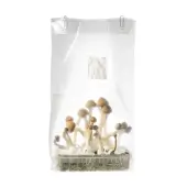 Psilocybe Cambodian mushrooms growing kit - Innervisions
