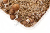 Thai mushroom growing kit - Setnatur