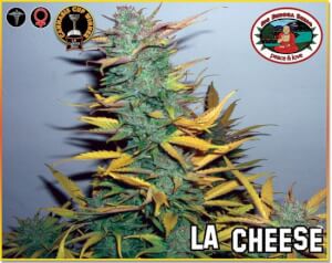 L.A. Cheese