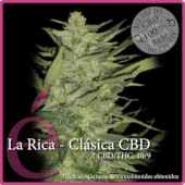 La Rica CBD 3 semillas