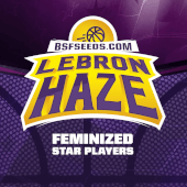 Lebron Haze 