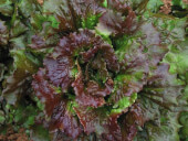 Organic Batavia Lettuce - Les Rafardes