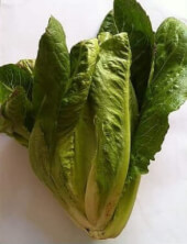 Organic Romaine Lettuce - Les Refardes