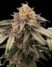 Lemon Acai