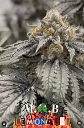 Lemon Acai
