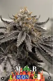 Lemon Acai
