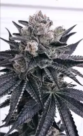 Lemon Acai