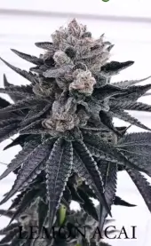 Lemon Acai