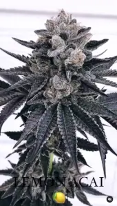 Lemon Acai