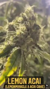 Lemon Acai