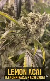 Lemon Acai