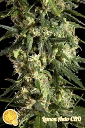 Lemon Auto CBD