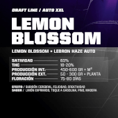 Lemon Blossom XXL Auto Draft19