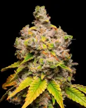 Lemon Cherry Sherb