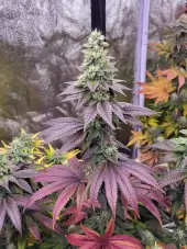 Limon Blanco V3