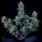 Livers Bx1 Auto