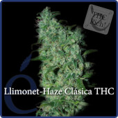 Llimonet Haze - Elite Seeds