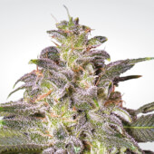 Magic Bud  3 semillas