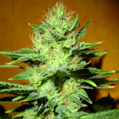 Mamba Negra CBD 3 semillas