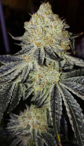 Mandarin Zkittlez F-1