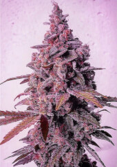 Mandarin Zkittlez R1