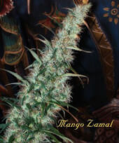 Mango Zamal - Mandala Seeds