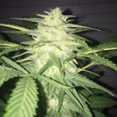 MassKush Auto