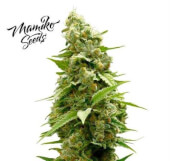 Matriarch OG by Mamiko Seeds