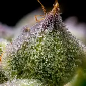 Mendo Breath