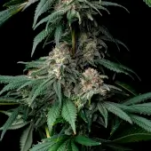 Mendo Breath