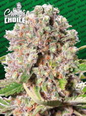 Mendocino Skunk Chong's Choice