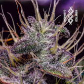 Mephisto's Wedding Auto