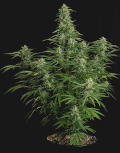 Milky Way F1 Auto