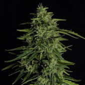 Milky Way F1 Auto