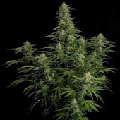 Milky Way F1 Auto