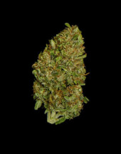 Milky Way F1 Auto