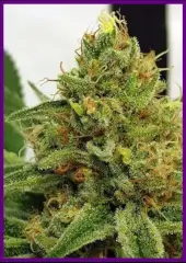 Miss Orange Nectar