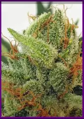 Miss Orange Nectar