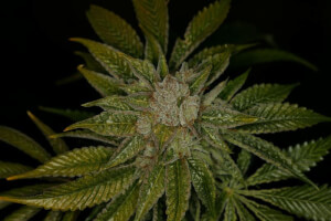 MK-Ultra