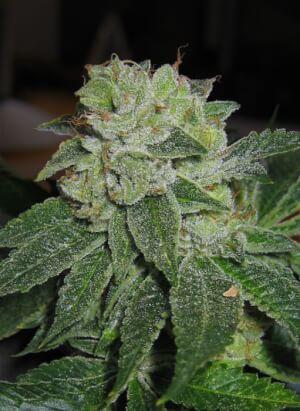 MK-Ultra