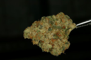 MK-Ultra