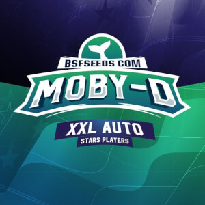 Moby-D XXL Auto