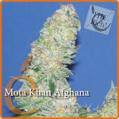 Mota Khan Afghana  3 semillas