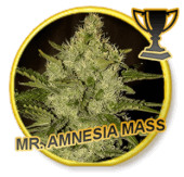Mr. Amnesia Mass - Regular 7 semillas