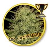 Mr Jack Mass - Regular