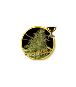 Mr Weed Mass by Mr Hide Seeds