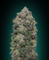 Northern Lights 00 Seeds 5 semillas