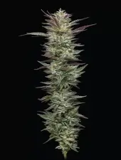 Notorious THC